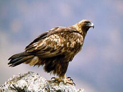 Bulgarian wildlife